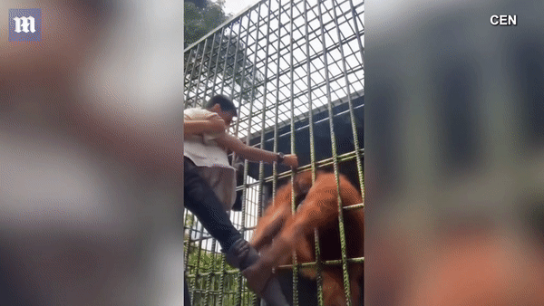 Stunned, the orangutan got angry and grabbed a young man's leg - Photo 2.