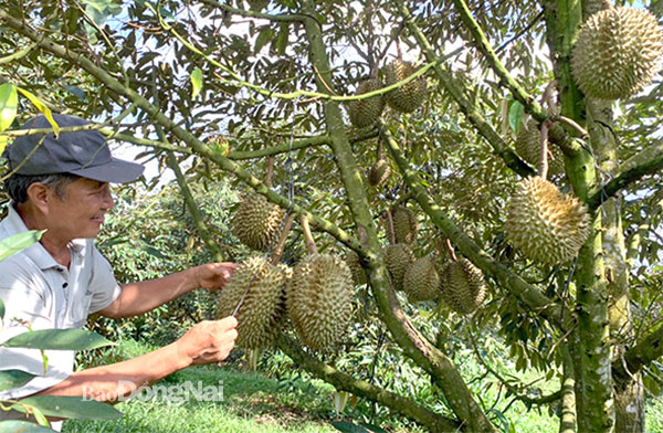 Trồng cây ra trái đặc sản này ở Đồng Nai, năm trúng giá lãi 1 tỷ/ha, 3 năm nay khó chồng khó mà vẫn lời - Ảnh 3.