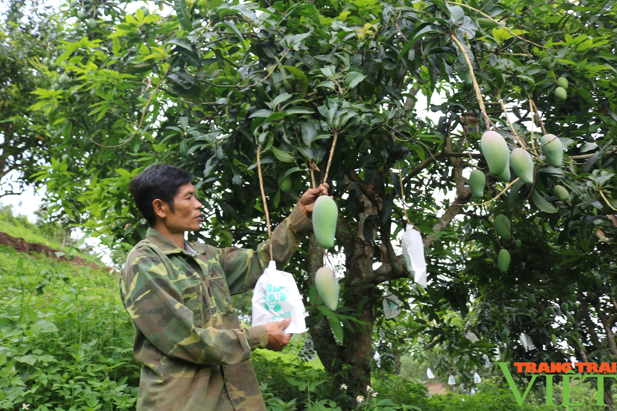 Mường La phấn đấu tiêu thụ và xuất khẩu hơn 10.000 tấn nông sản