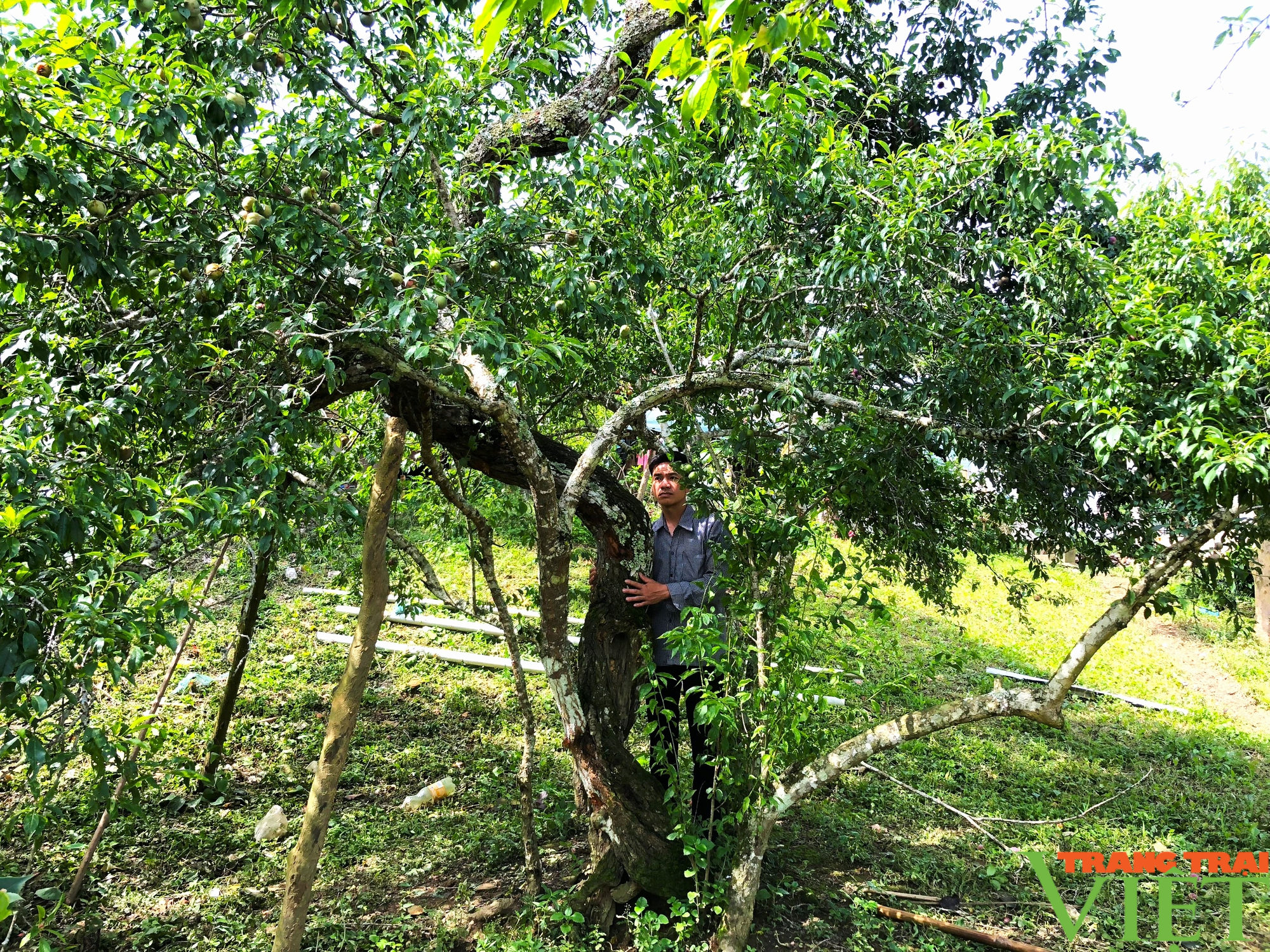 Chuyện kể về những cây mận tam hoa trên cao nguyên trắng Bắc Hà - Ảnh 2.