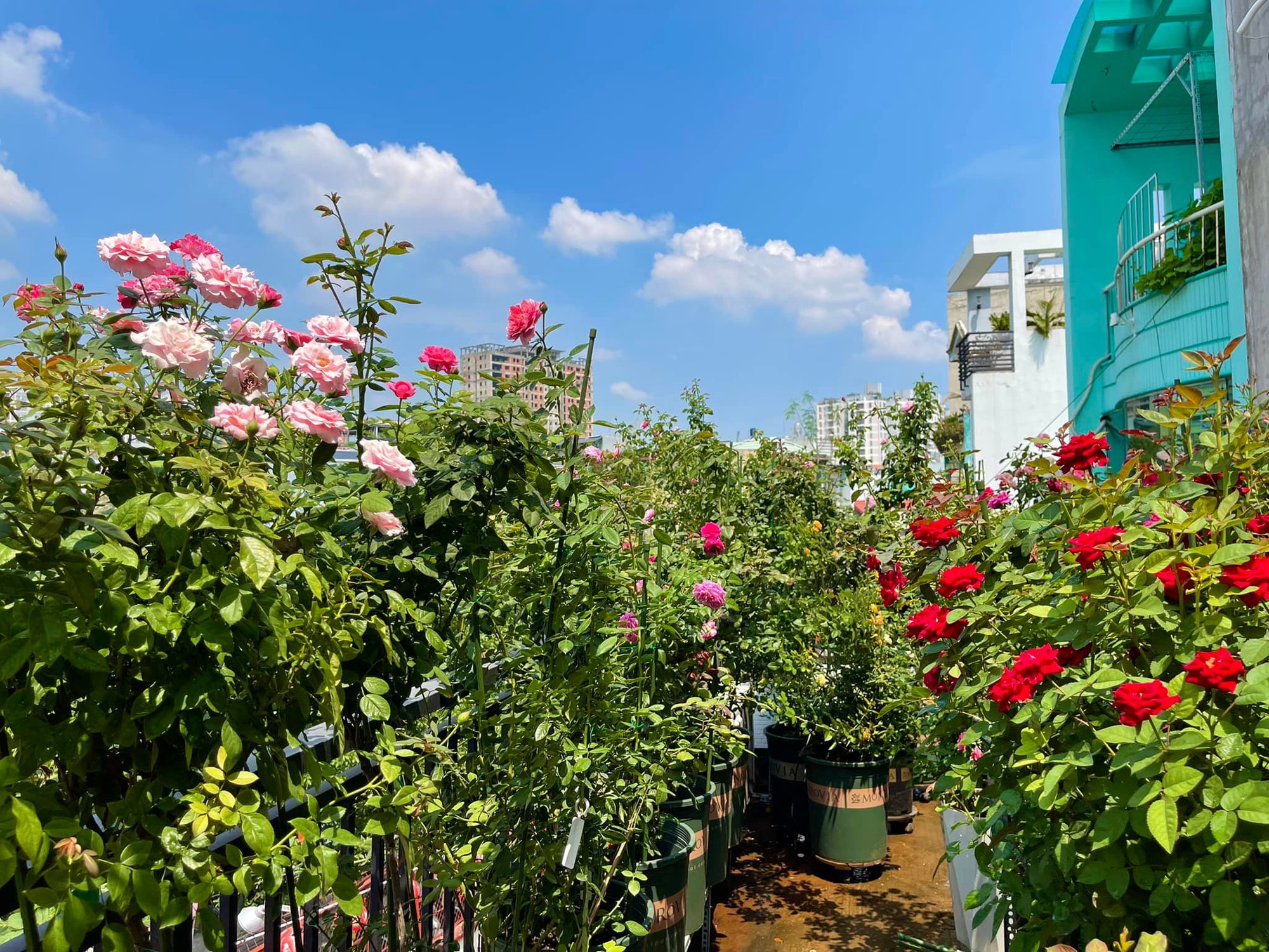 The young man owns a ecstatic rose garden on the terrace, the more he grows, the more addicted he is - Photo 1.