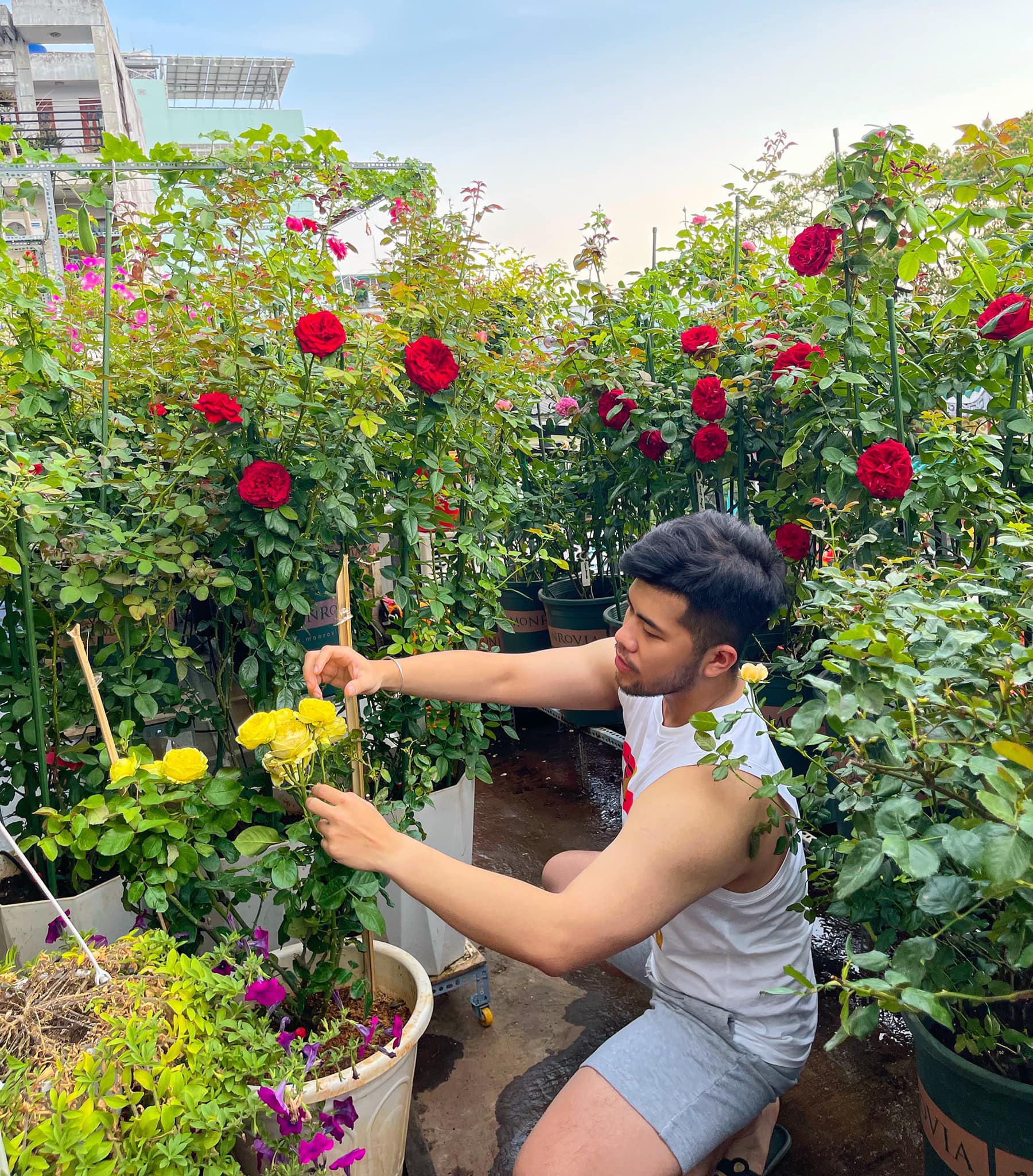Chàng trai trẻ sở hữu vườn hồng đẹp ngất ngây trên sân thượng, càng trồng càng nghiện - Ảnh 3.