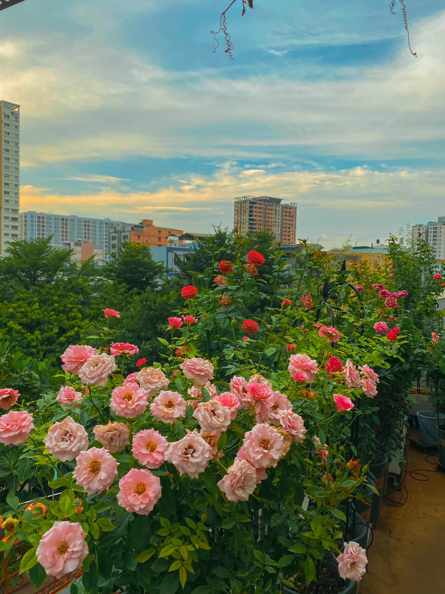 Chàng trai trẻ sở hữu vườn hồng đẹp ngất ngây trên sân thượng, càng trồng càng nghiện - Ảnh 4.