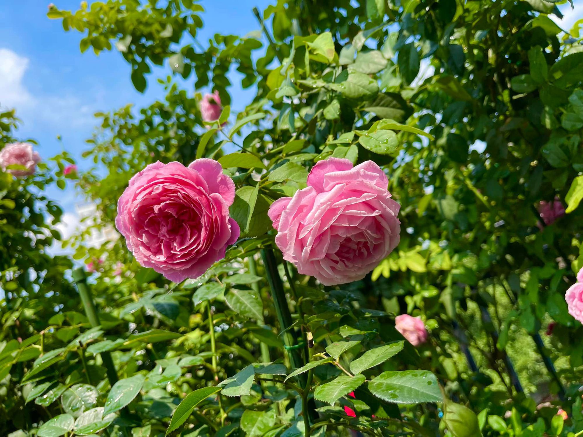 Chàng trai trẻ sở hữu vườn hồng đẹp ngất ngây trên sân thượng, càng trồng càng nghiện - Ảnh 5.