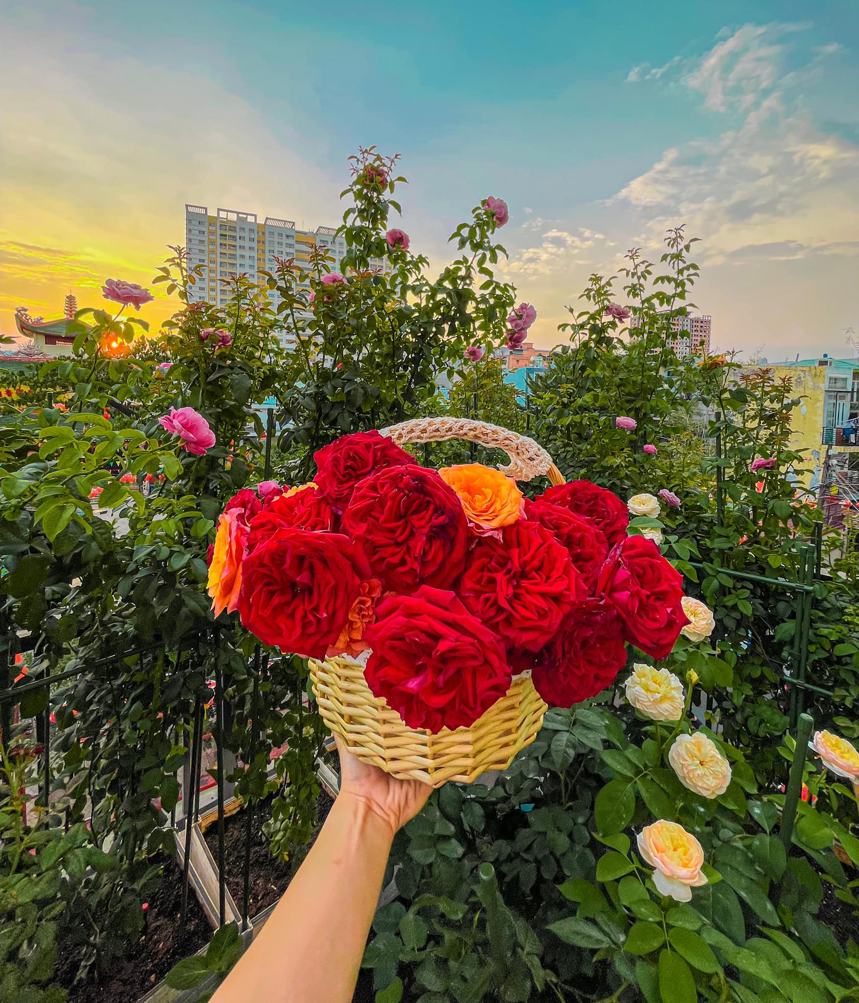 The young man owns a ecstatic rose garden on the terrace, the more he grows, the more addicted he is - Photo 6.