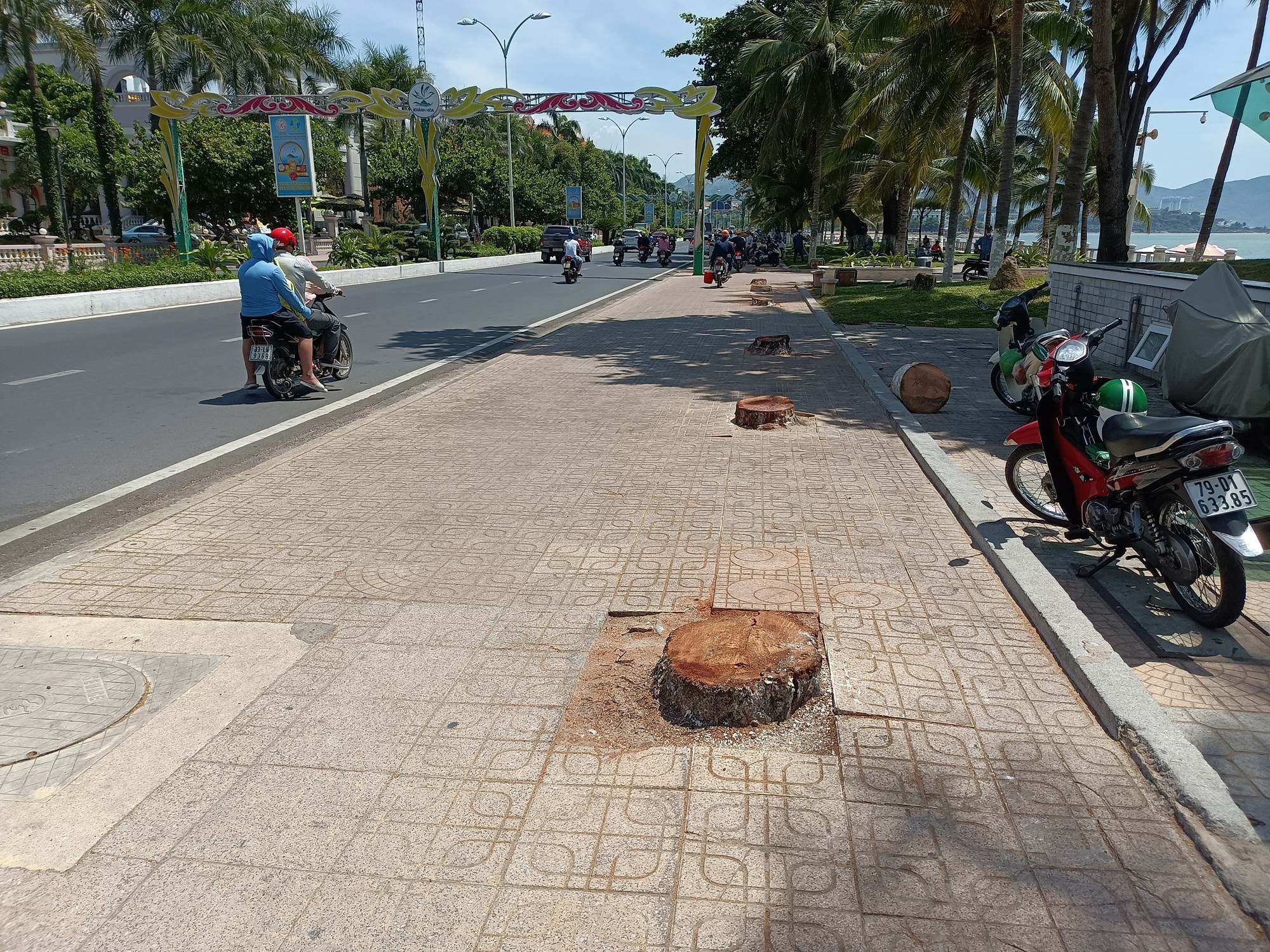 Nha Trang: Hàng loạt cây dừa dọc đường Trần Phú bị chặt bỏ - Ảnh 1.