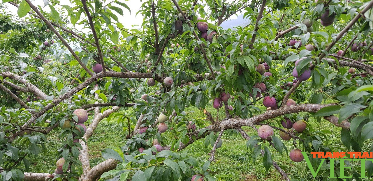 Chuyện kể về những cây mận tam hoa trên cao nguyên trắng Bắc Hà - Ảnh 4.