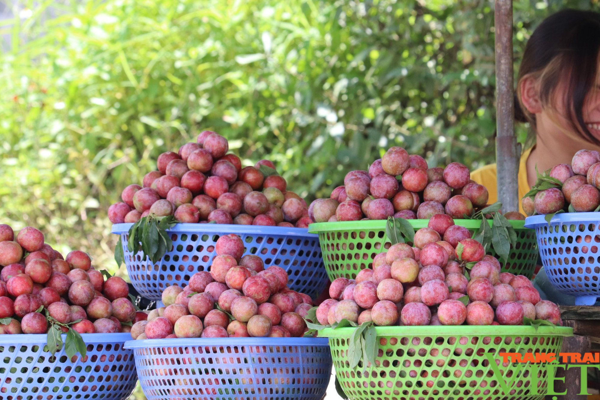 Chuyện kể về những cây mận tam hoa trên cao nguyên trắng Bắc Hà - Ảnh 8.