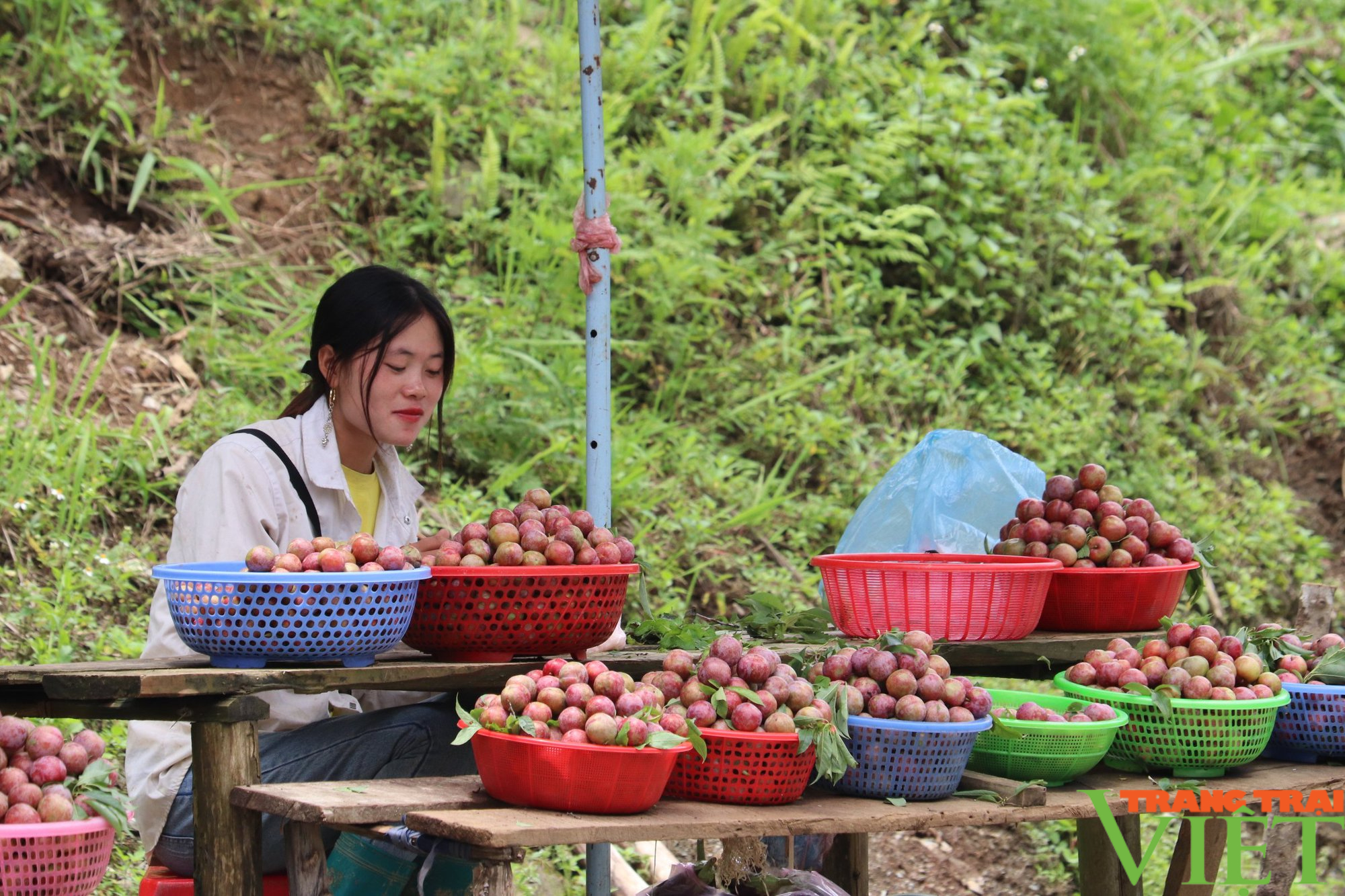 Chuyện kể về những cây mận tam hoa trên cao nguyên trắng Bắc Hà - Ảnh 7.