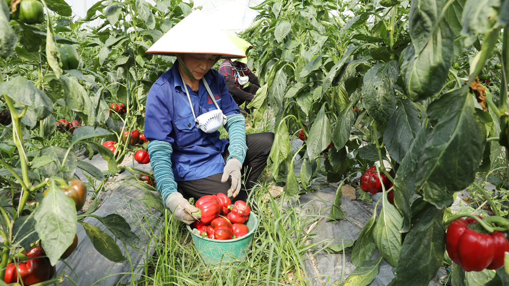 Bắc Giang: Trồng 7.000 cây ớt chuông trái vụ, ra quả đỏ chót, bán giá 70.000 đồng/kg, HTX lãi 600 triệu đồng - Ảnh 1.
