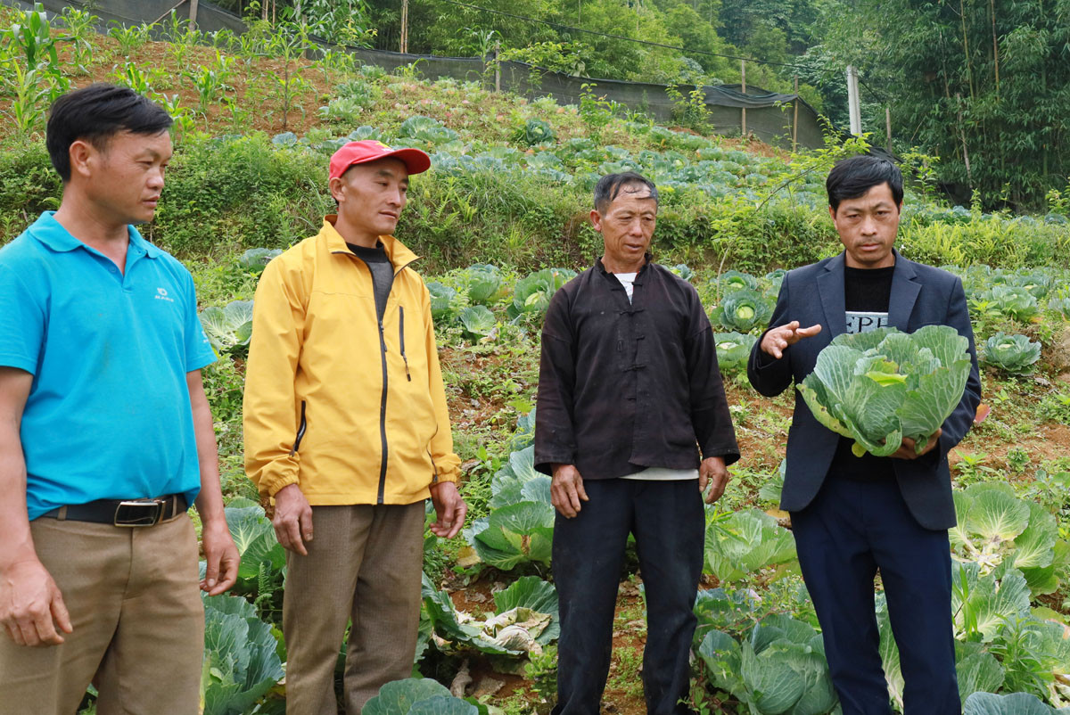 Lào Cai: Thương lái Hà Nội đánh xe lên tận xã vùng cao mua bắp cải trái vụ, trả giá cao  - Ảnh 3.