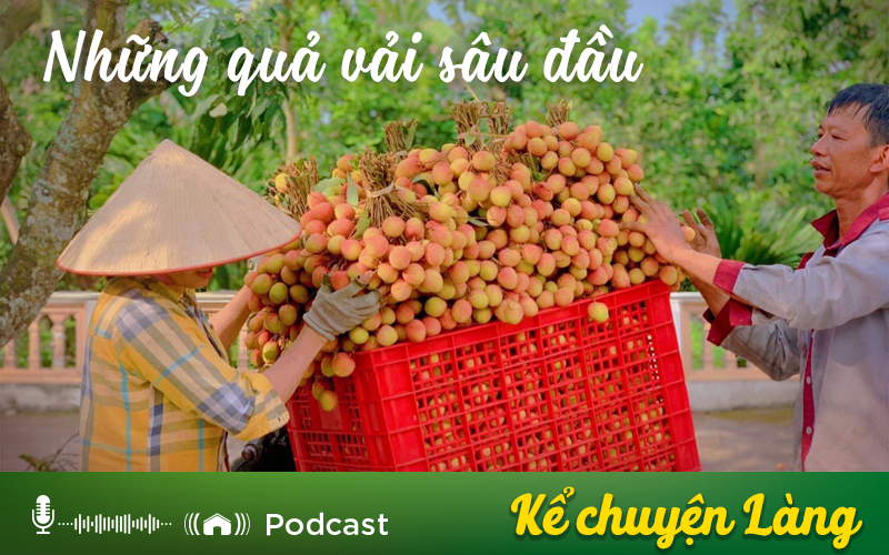 Kể chuyện Podcast: Những quả vải sâu đầu - Ảnh 1.