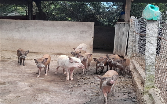 Nuôi heo rừng trong vườn cây ăn trái, anh nông dân Hậu Giang bán giá cao người ta cũng tranh nhau mua