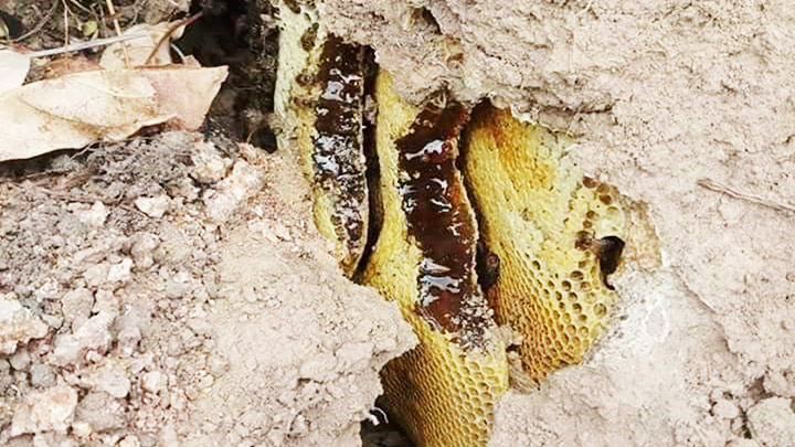 Mua mật ong rừng bằng...niềm tin, cảnh giác kẻo mua phải thứ mật rởm nấu từ đường, phèn chua, hương liệu hóa học - Ảnh 2.