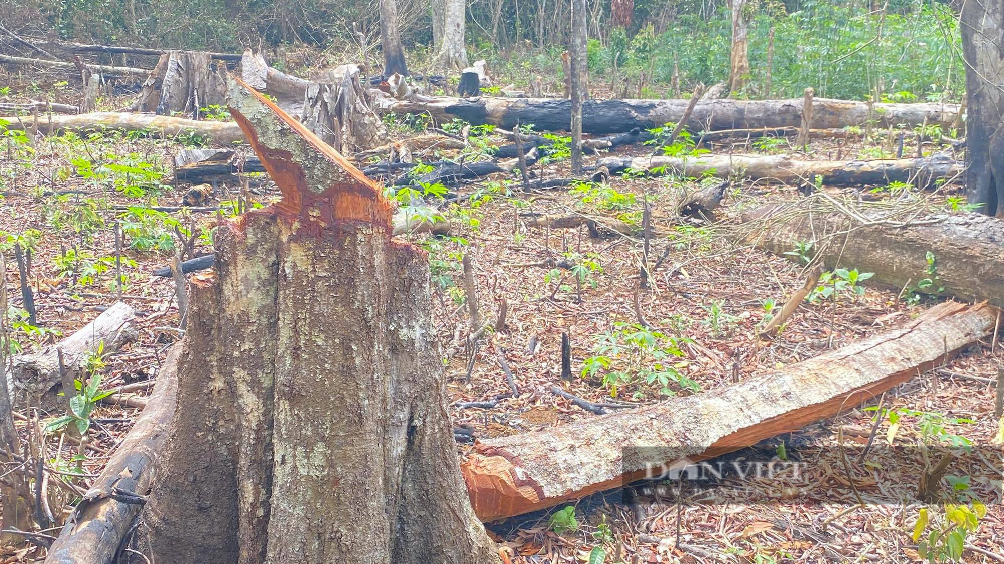 Bình Định: 15 héc ta đất rừng bị 'tàn sát', do cán bộ nghĩ 'mất vài cây không đáng kể'? - Ảnh 4.
