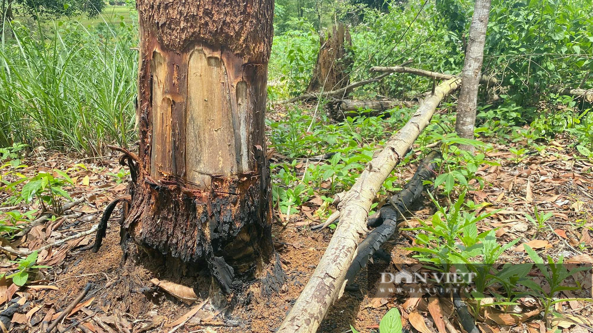 'Nóng' phá rừng, Chủ tịch tỉnh Bình Định yêu cầu Chủ tịch huyện chịu trách nhiệm - Ảnh 2.