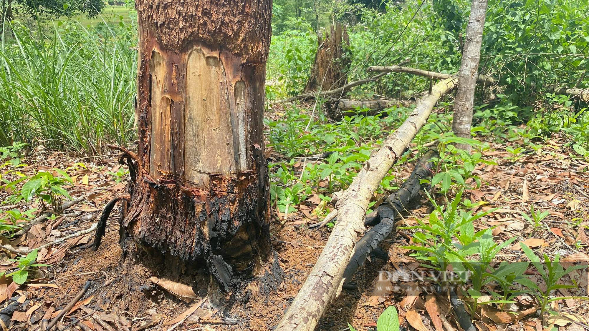 Bình Định: 15 héc ta đất rừng bị 'tàn sát', do cán bộ nghĩ 'mất vài cây không đáng kể'? - Ảnh 1.