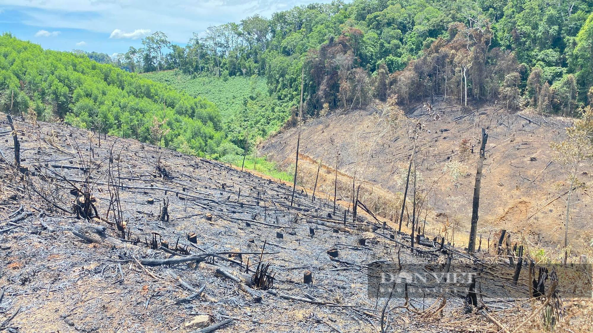 Bình Định: 15 héc ta đất rừng bị 'tàn sát', do cán bộ nghĩ 'mất vài cây không đáng kể'? - Ảnh 3.