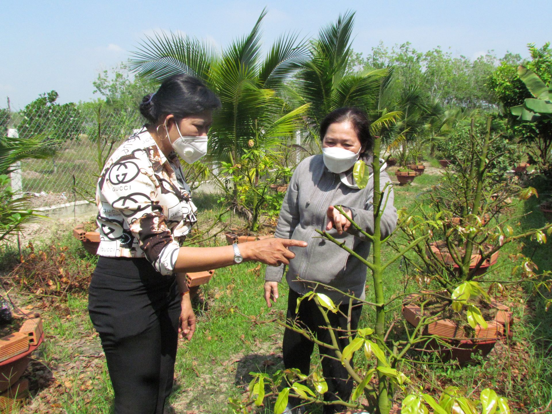 Trồng cây cảnh, có nghề trong tay, phụ nữ này ở Tây Ninh nhận chăm sóc 20 cây mai vàng, giá 1 triệu/cây - Ảnh 1.