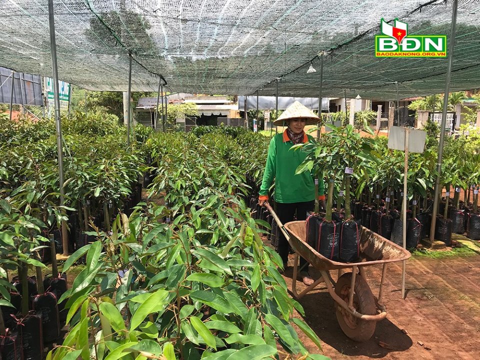 Nông dân tự phát trồng sầu riêng, diện tích loại cây này tăng nhanh, ngành chức năng Đắk Nông khuyến cáo điều này - Ảnh 2.