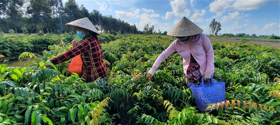 Trồng thứ rau dại tên mắc cười, tình cờ nông dân nơi này ở Hậu Giang bán đắt như tôm tươi - Ảnh 1.