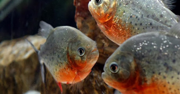 Loài cá cảnh đáng sợ đang được mua bán tràn lan ở Việt Nam có thể ăn thịt người