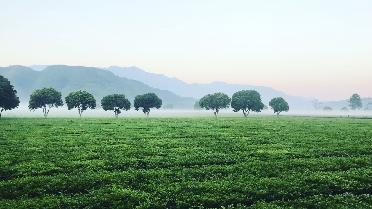 Người Pakistan thích uống trà đen, Việt Nam lại bán trà xanh là chủ yếu - Ảnh 2.