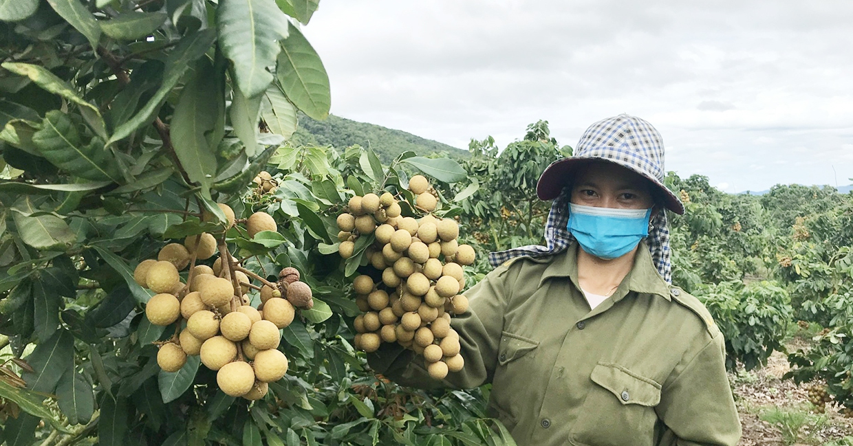 Đem nhãn Hương Chi từ Hưng Yên vô trồng ở Gia Lai, ai ngờ 10 cây đẻ vô tội vạ cả 10, nông dân giàu