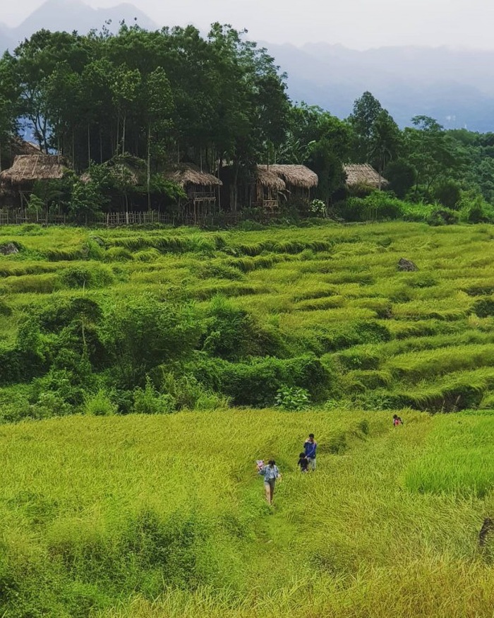 Pù Luông mùa lúa chín đẹp đến xiêu lòng - Ảnh 5.