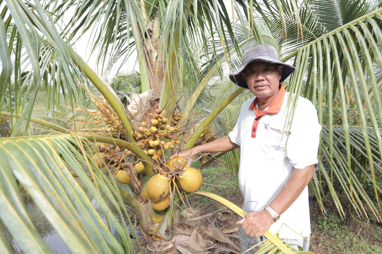 Trồng thứ dừa xiêm đã lùn lại còn ra trái đỏ, ông nông dân Long An nói lãi gấp 2-3 lần so với trồng lúa - Ảnh 1.