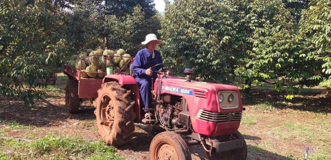 Cánh đồng hàng chục tỷ trồng sầu riêng hữu cơ rộng 30ha của một ông nông dân Bình Phước, thiên hạ trầm trồ - Ảnh 2.