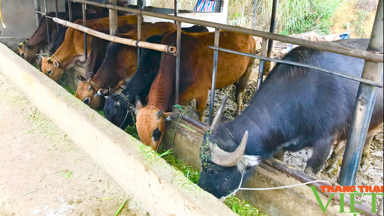 Sơn La: Phát triển chăn nuôi đàn đại gia súc - Ảnh 7.