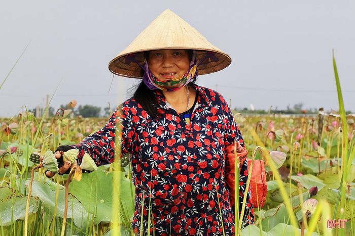 Giữa cái nắng tháng 6 oi ả, bà con Hà Tĩnh tất bật thu hoạch sen, đài sen lớn, hạt to, bán được giá - Ảnh 7.