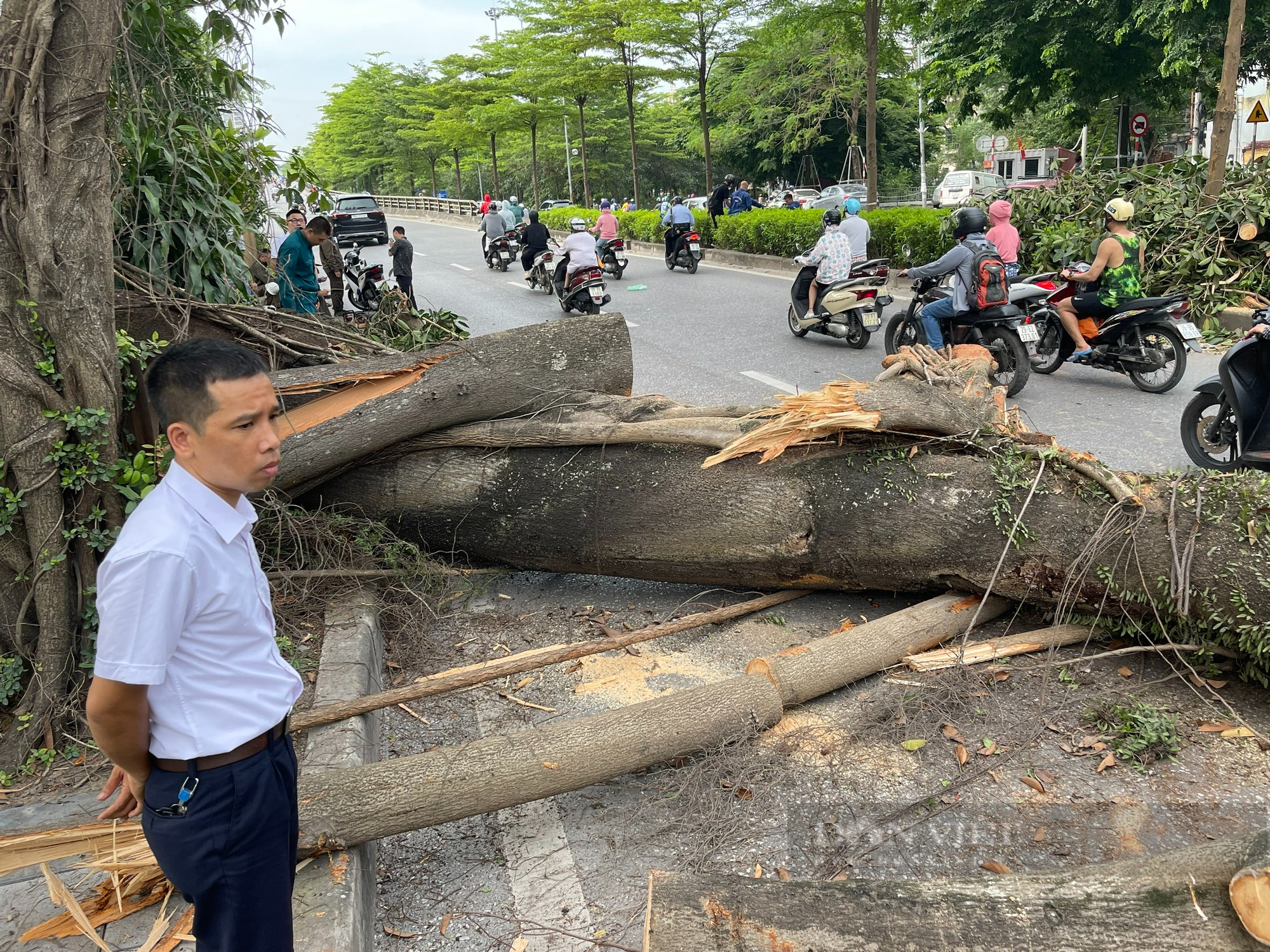 &quot;Cụ&quot; đa trăm tuổi bất ngờ gãy nhánh khiến đường Võ Chí Công ùn dài hàng km - Ảnh 7.