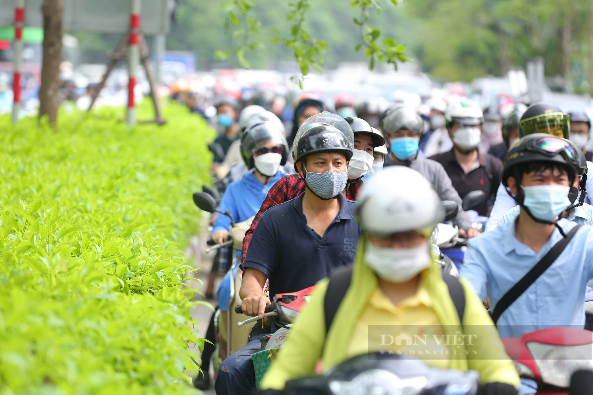 &quot;Cụ&quot; đa trăm tuổi bất ngờ gãy nhánh khiến đường Võ Chí Công ùn dài hàng km - Ảnh 10.