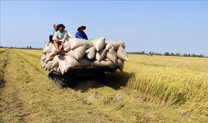 Giá lúa giảm ở một số địa phương Đồng bằng sông Cửu Long - Ảnh 1.