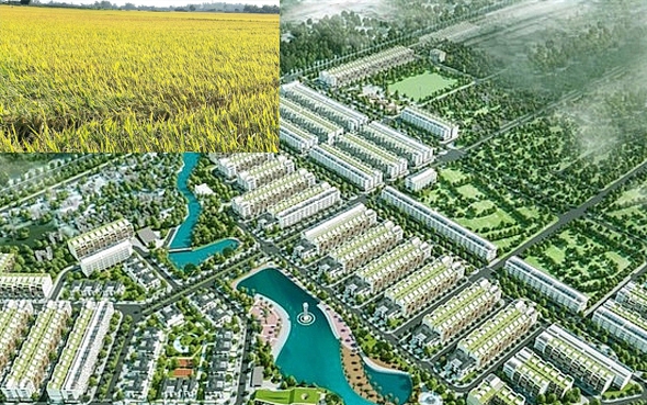 Quảng Ngãi: Xin chuyển mục đích hơn 26,3ha đất lúa để làm dự án khu đô thị 883 tỷ 