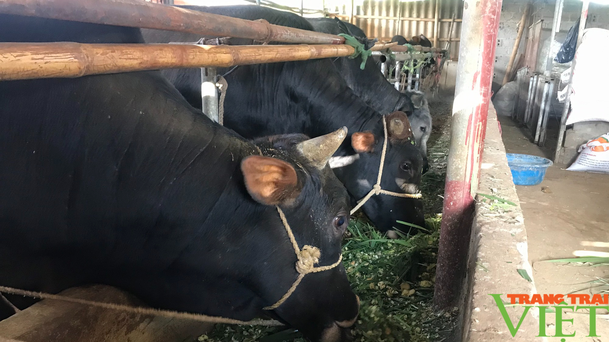 Sơn La: Phát triển chăn nuôi đàn đại gia súc - Ảnh 4.