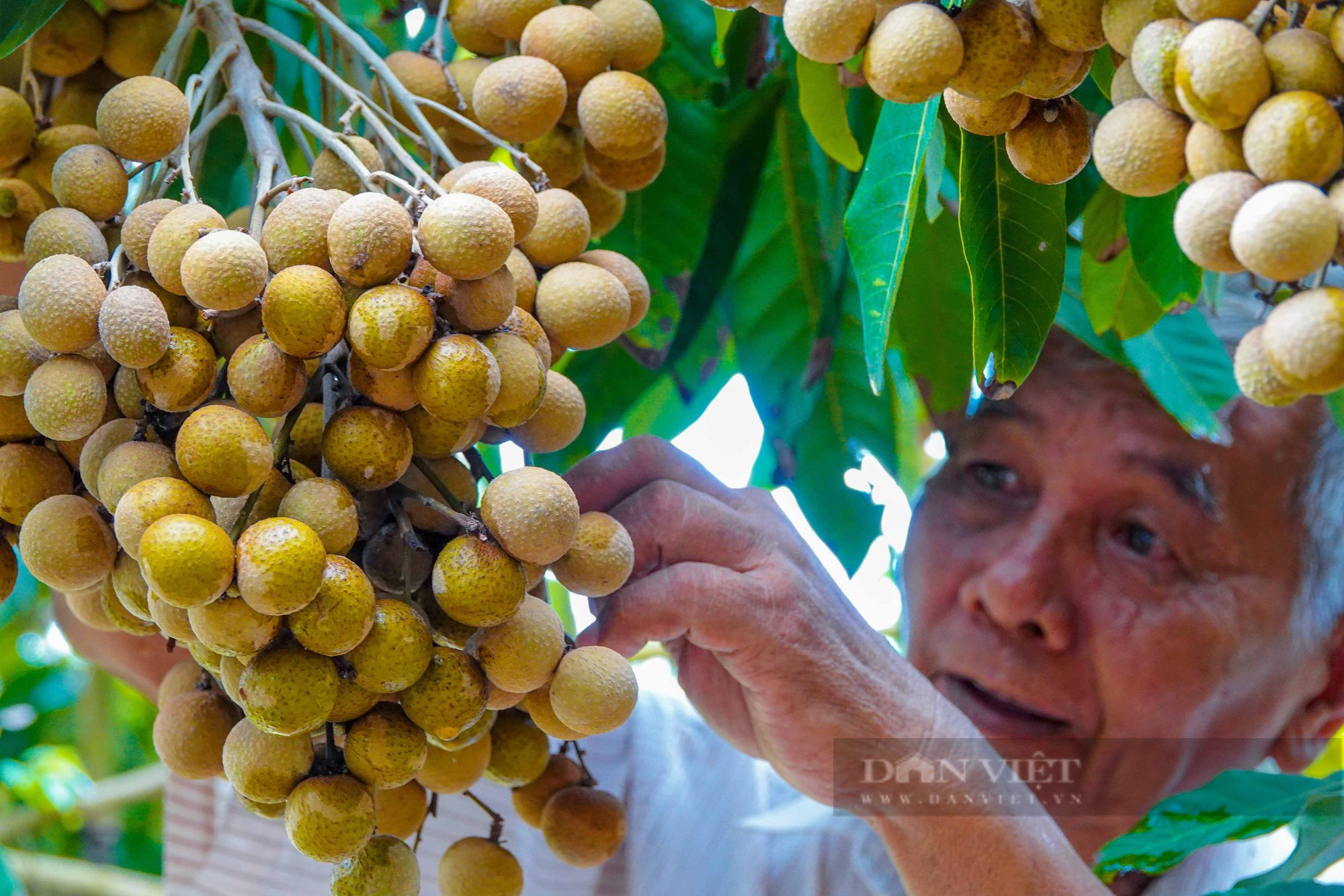 Lão nông ở miền Tây lai tạo ra giống nhãn mới, cho trái từng chùm nặng từ 3 - 4 kg, giá bán rất cao - Ảnh 3.
