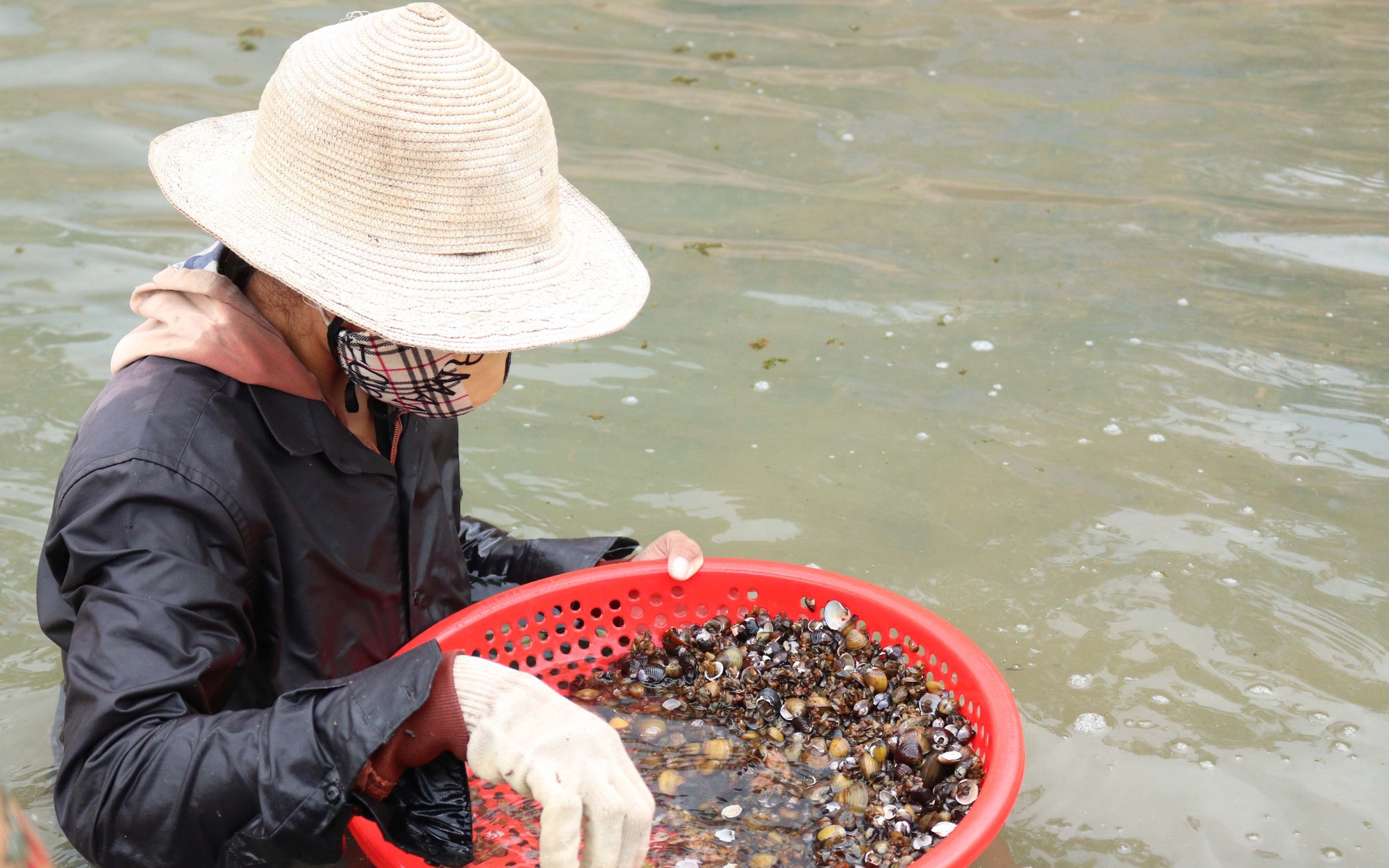 Dân Gia Lai lội kênh cào vô số con này, xưa ăn chống đói, nay nhà giàu ăn hôm trước hôm sau lại thèm