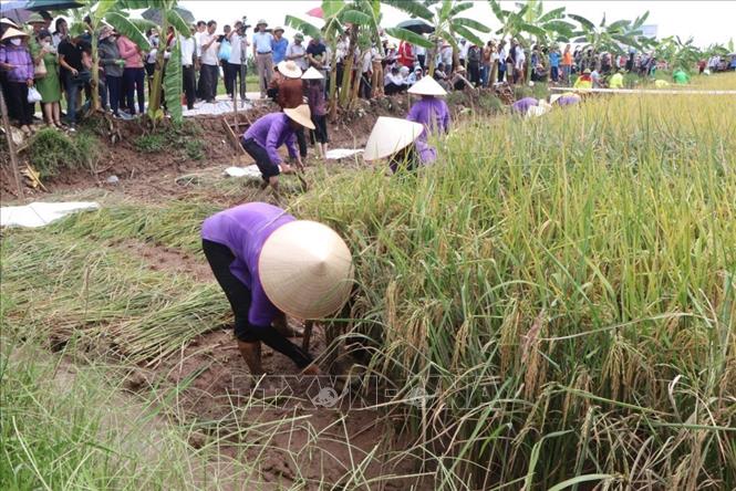 Hải Dương lần đầu tiên tổ chức lễ hội lúa rươi hữu cơ - Ảnh 4.