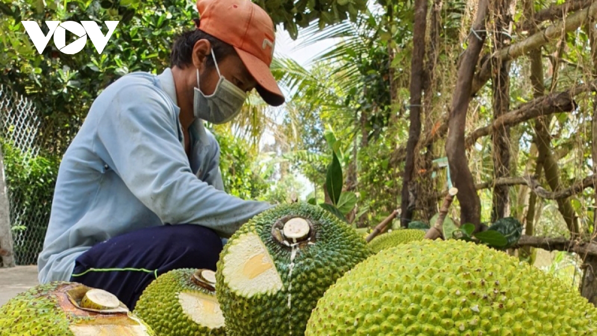 Vì sao tỉnh trồng mít nhiều nhất miền Tây không khuyến khích nông dân trồng thêm loại cây này để bán trái? - Ảnh 1.