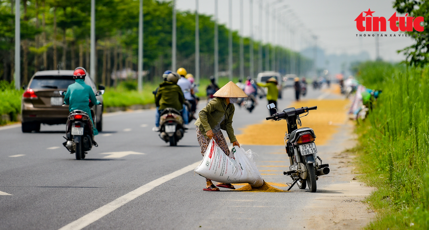Người dân quây màn ngủ dưới lòng đường để 'canh' lúa, bất chấp nguy cơ tai nạn giao thông - Ảnh 7.