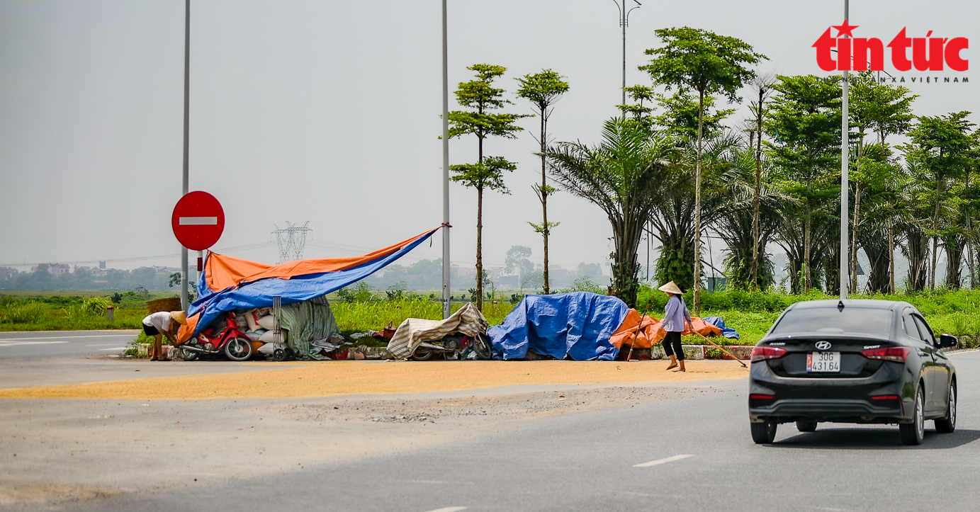 Người dân quây màn ngủ dưới lòng đường để 'canh' lúa, bất chấp nguy cơ tai nạn giao thông - Ảnh 10.