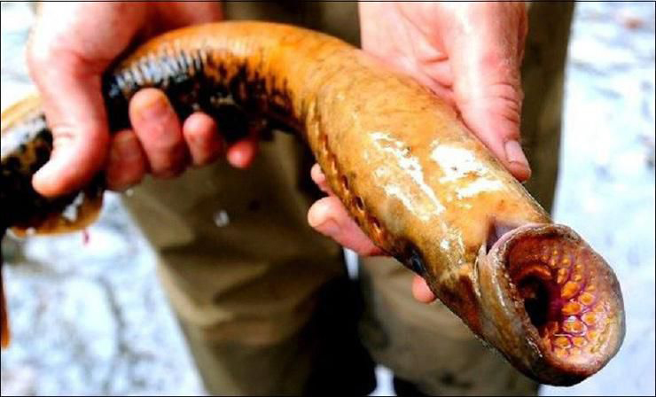 Loại cá nhìn như quái vật, xưa không ai dám ăn, nay bắt bán 400.000 đồng/kg - Ảnh 1.