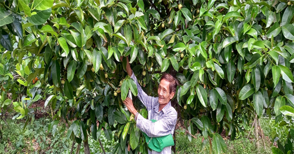 Trồng măng cụt cây nào cũng tốt um toàn lá, thác ra thấy quá trời trái, nông dân Hậu Giang trúng lớn