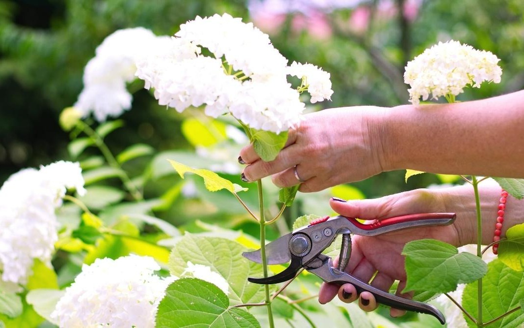 4 cây cảnh phải &quot;cạo đầu, đập nồi&quot; trong mùa hè mới có thể xanh tốt, nở hoa rực rỡ