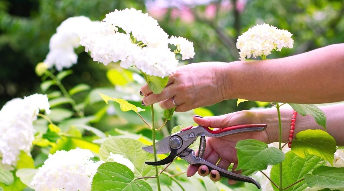 4 cây cảnh phải &quot;cạo đầu, đập nồi&quot; trong mùa hè mới có thể xanh tốt, nở hoa rực rỡ - Ảnh 10.