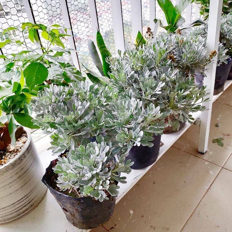 Loại cây cảnh quăng quật đâu cũng sống, rất &quot;được lòng&quot; giới cây cảnh bonsai lại là loài thảo dược rất quý - Ảnh 1.