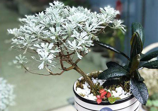 Loại cây cảnh quăng quật đâu cũng sống, rất &quot;được lòng&quot; giới cây cảnh bonsai lại là loài thảo dược rất quý - Ảnh 7.